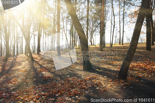 Image of sunbrams between bare trees