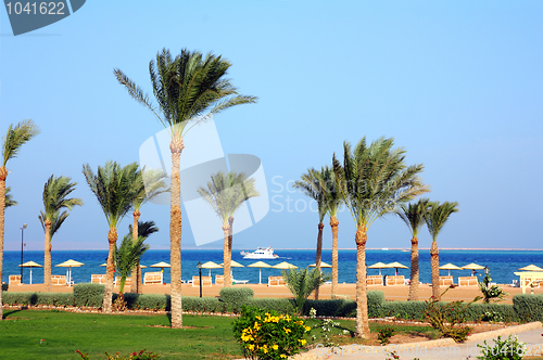 Image of palm trees on beach