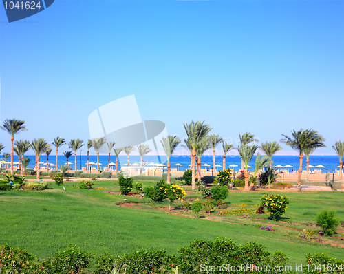 Image of green lawn and palm trees on beach