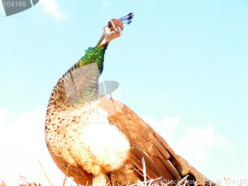 Image of Peafowl 2