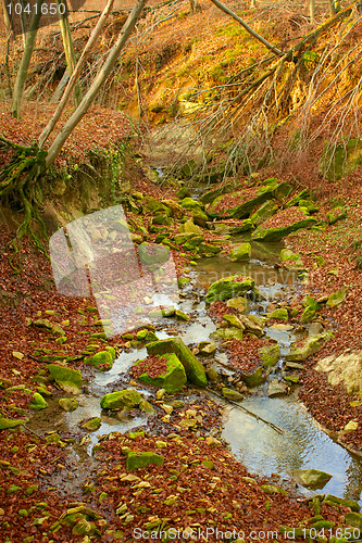 Image of The stream flows in the forest