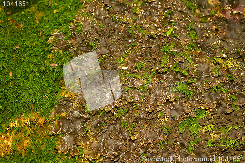 Image of The mixture of moss and lichen