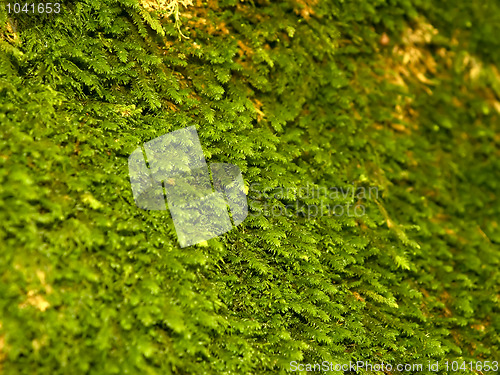 Image of The moss growing on limestone rocks