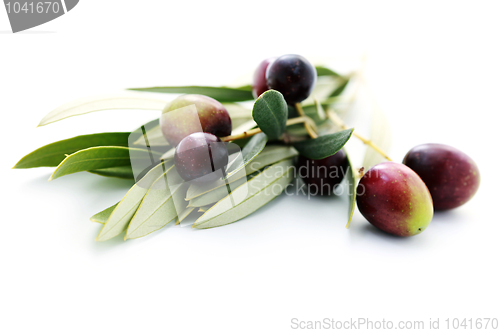 Image of olive branch