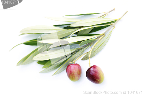 Image of olive branch