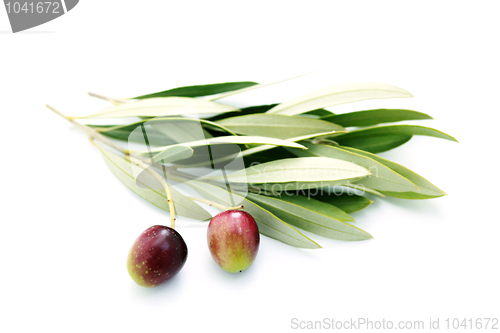 Image of olive branch