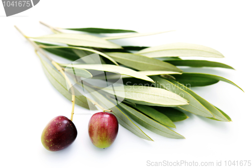 Image of olive branch