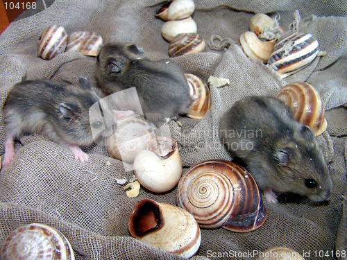 Image of Mouses