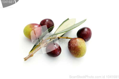 Image of olive branch