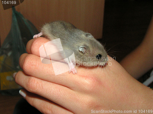 Image of Mouse