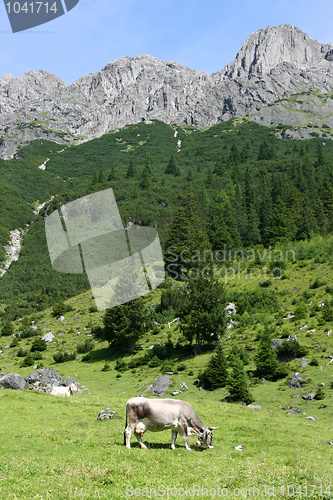 Image of Cows in Alps