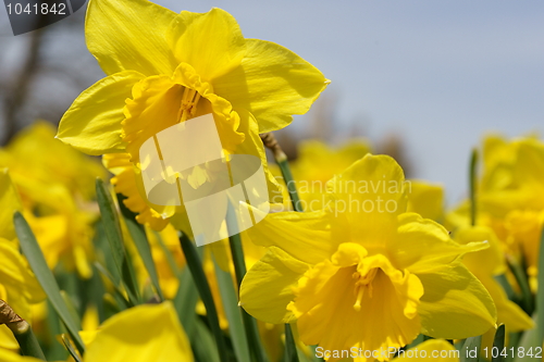 Image of Daffodils