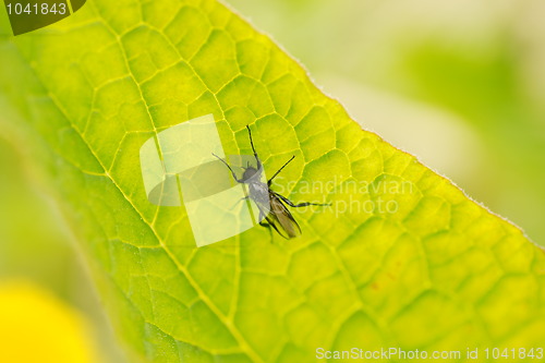 Image of Fly