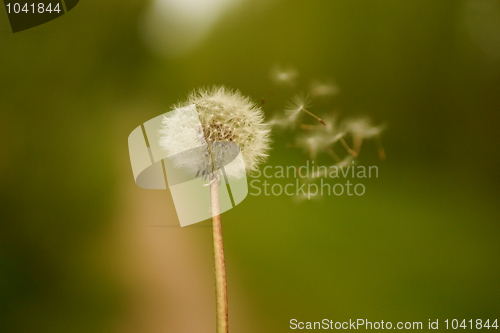 Image of Dandelion