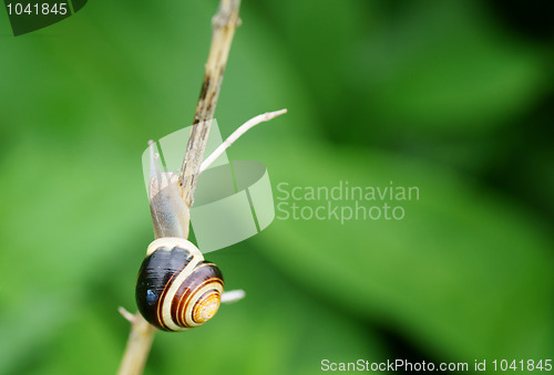 Image of Snail