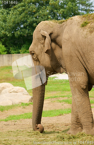 Image of Elephant