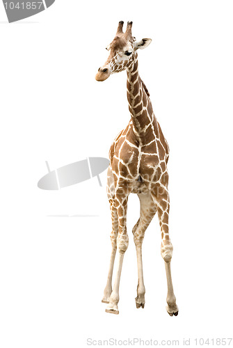 Image of Giraffe