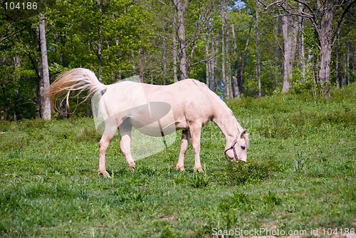 Image of Horse in the Pasture