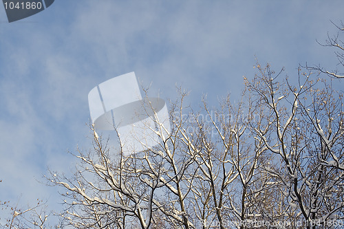 Image of Winter tree