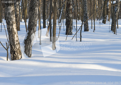 Image of Winter forest