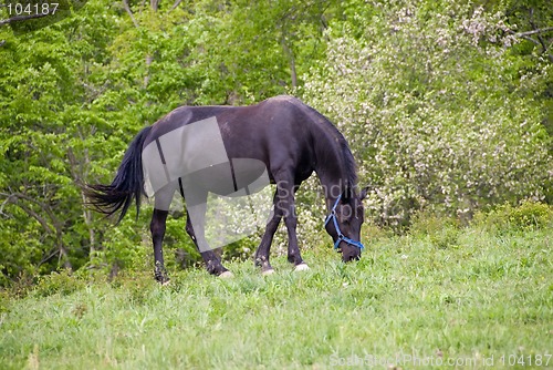 Image of Horse