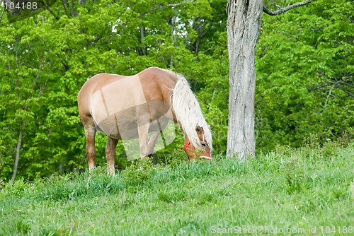 Image of Horse