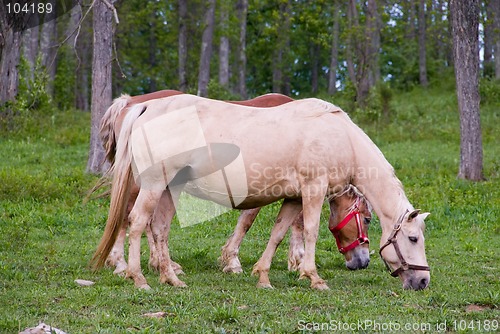 Image of Horses