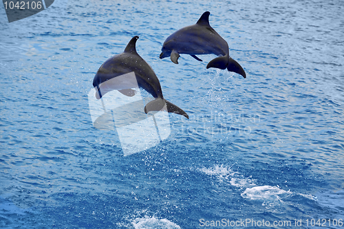 Image of Dolphins jumping