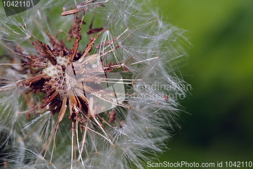 Image of Dandelion