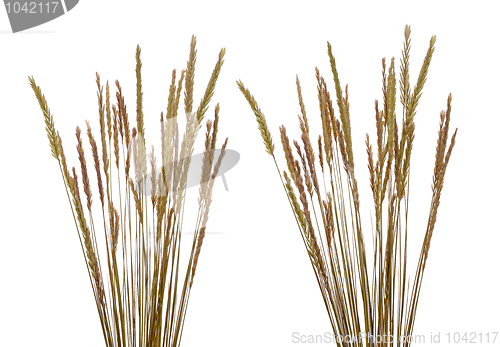 Image of Beach grass (Ammophila arenaria)