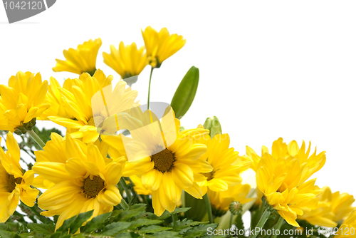 Image of Detail of yellow daisy flowers 