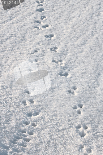 Image of Traces of animals in the fresh snow