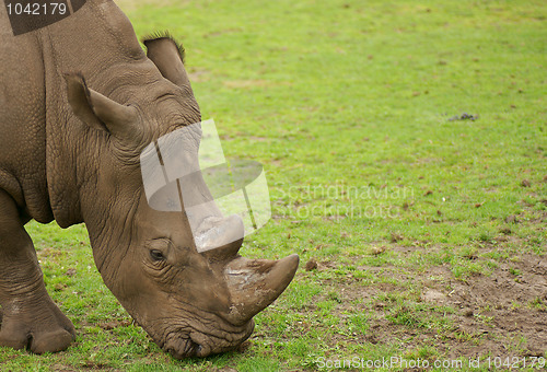 Image of Rhino