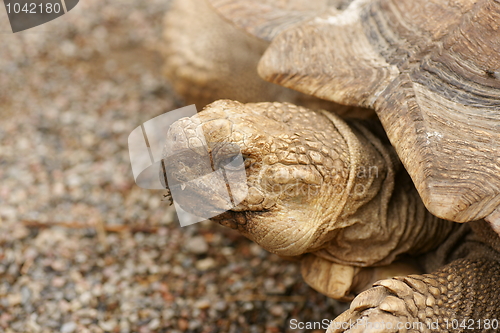 Image of Turtle headshot