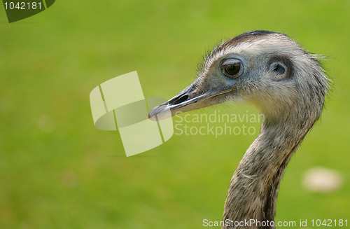 Image of Ostrich headshot