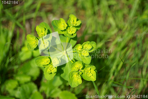 Image of Sun spurge