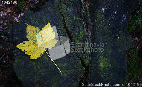 Image of Autumn leaf