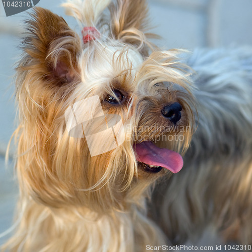 Image of Portrait of Yorkshire Terrier