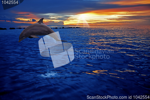 Image of Dolphin jumping