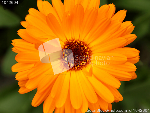 Image of Calendula