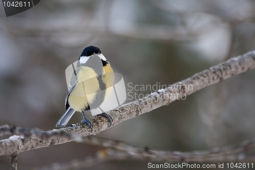 Image of Great tit