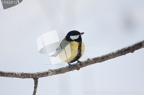 Image of Great tit