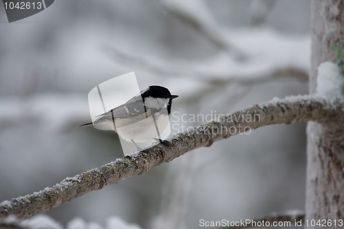 Image of Coal tit