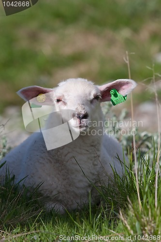 Image of lamb