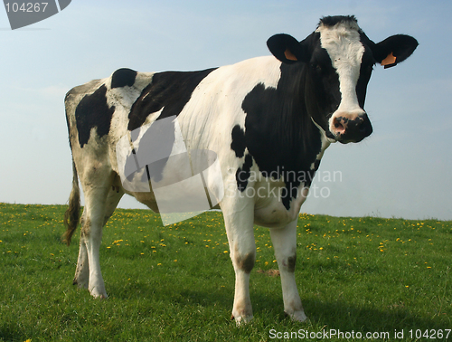 Image of cow