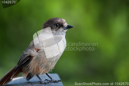 Image of Siberian jay