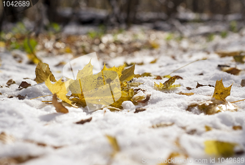 Image of Autumn leaf