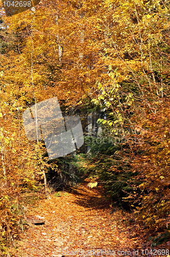 Image of Autumn