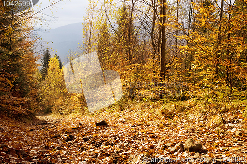 Image of Autumn forest