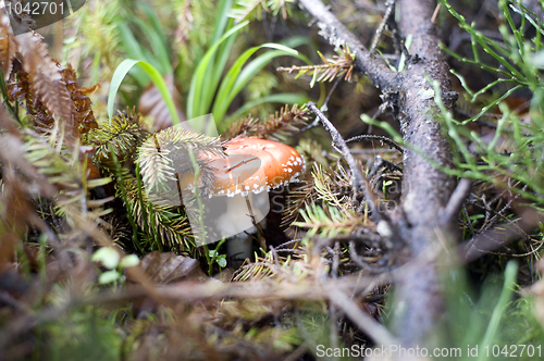 Image of Amanita